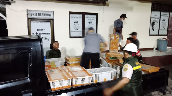 BKSDA Bengkulu amankan 1.689 ekor burung tanpa dokumen