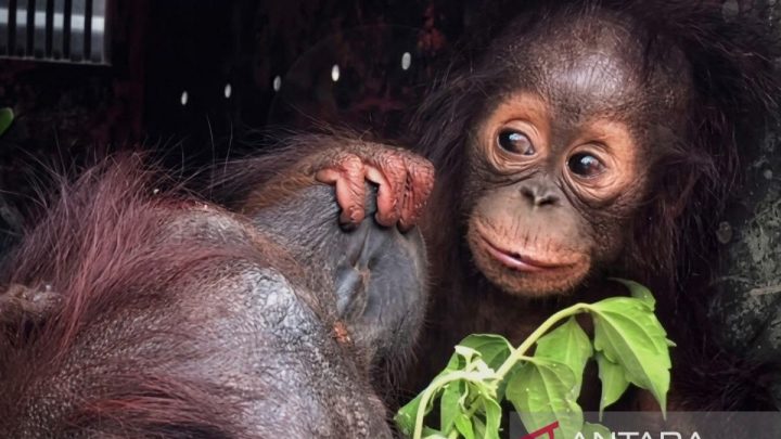 BKSDA Kaltim selamatkan 39 individu satwa terdampak kemarau-karhutla