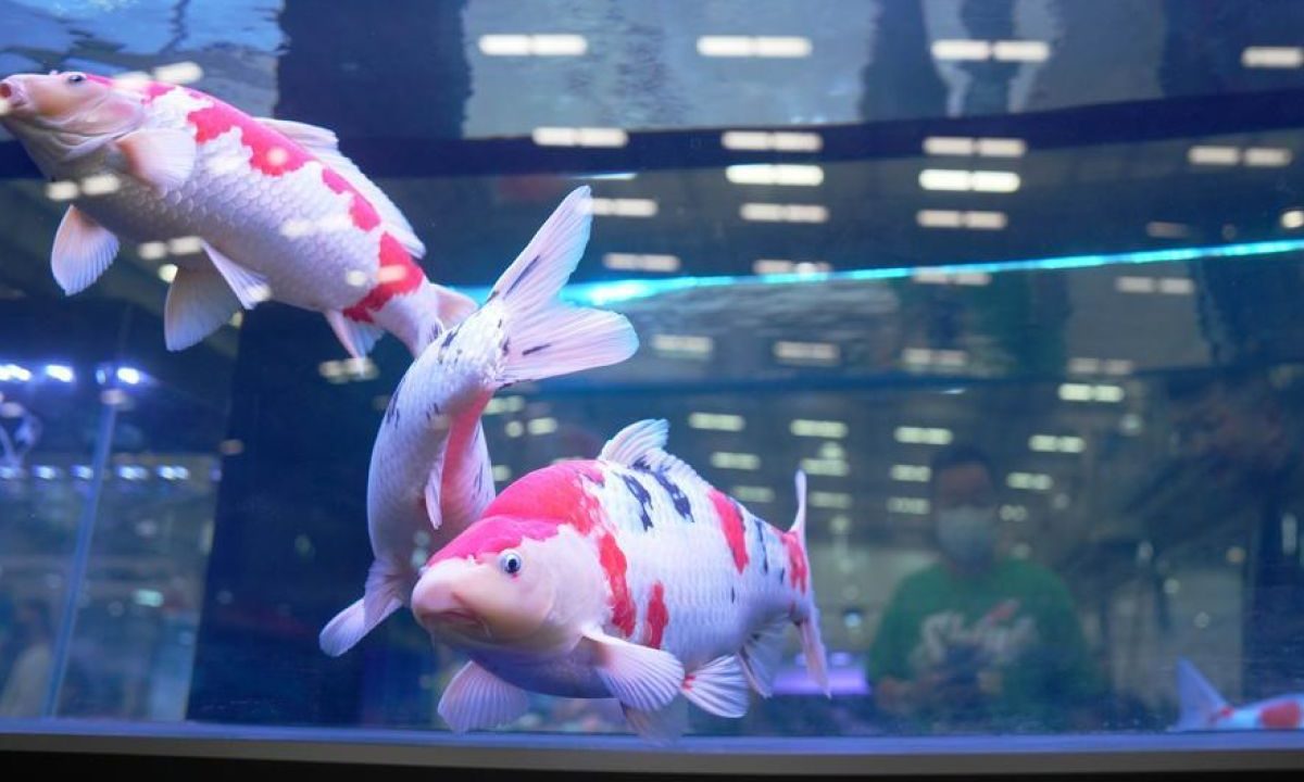 Pameran hulu industri hewan peliharaan dibuka di Anshan