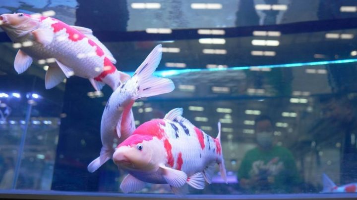 Pameran hulu industri hewan peliharaan dibuka di Anshan