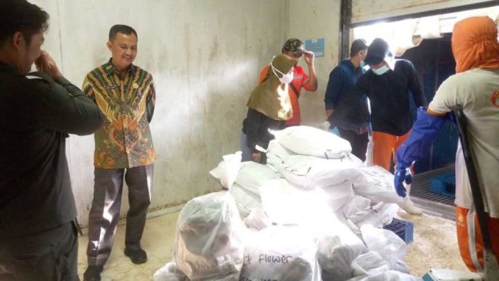 DKP: Enam ton ikan segar dari Pulau Simeulue diekspor ke Jepang