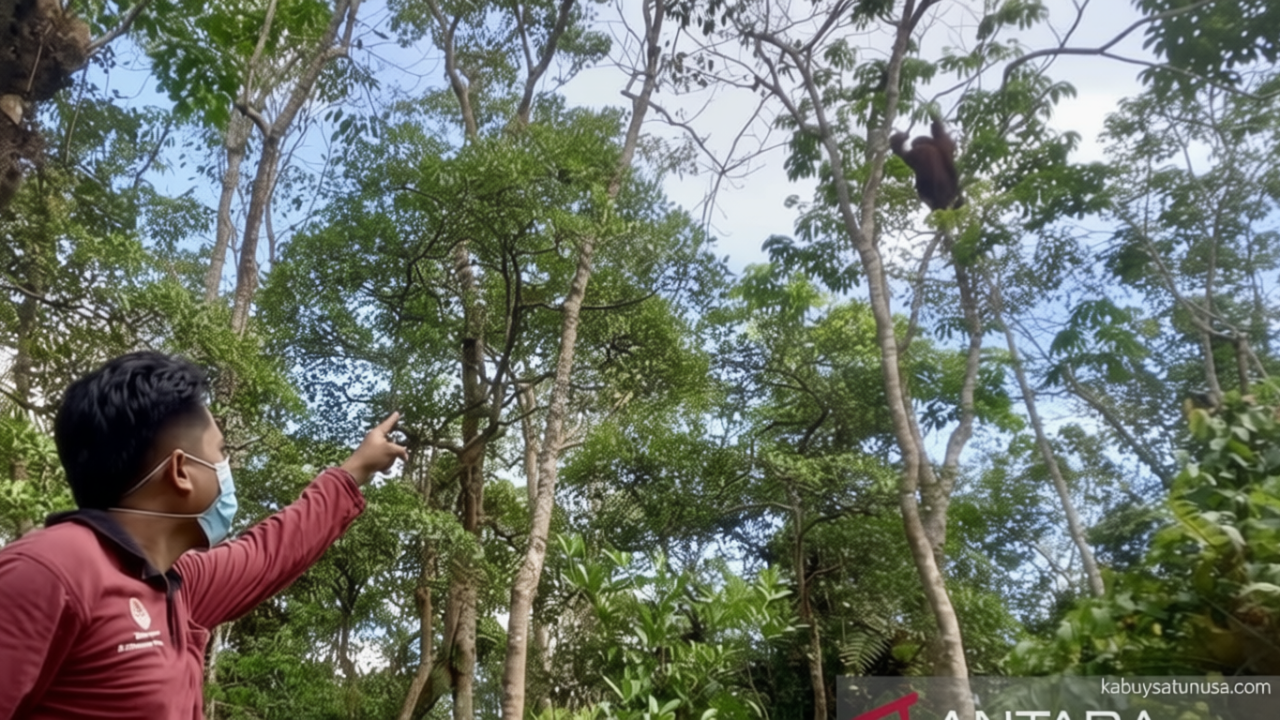 Topics Covered: Konservasi Orangutan Tabalong: Menjaga Rumah Terakhir di Hutan Gambut Kalimantan Selatan