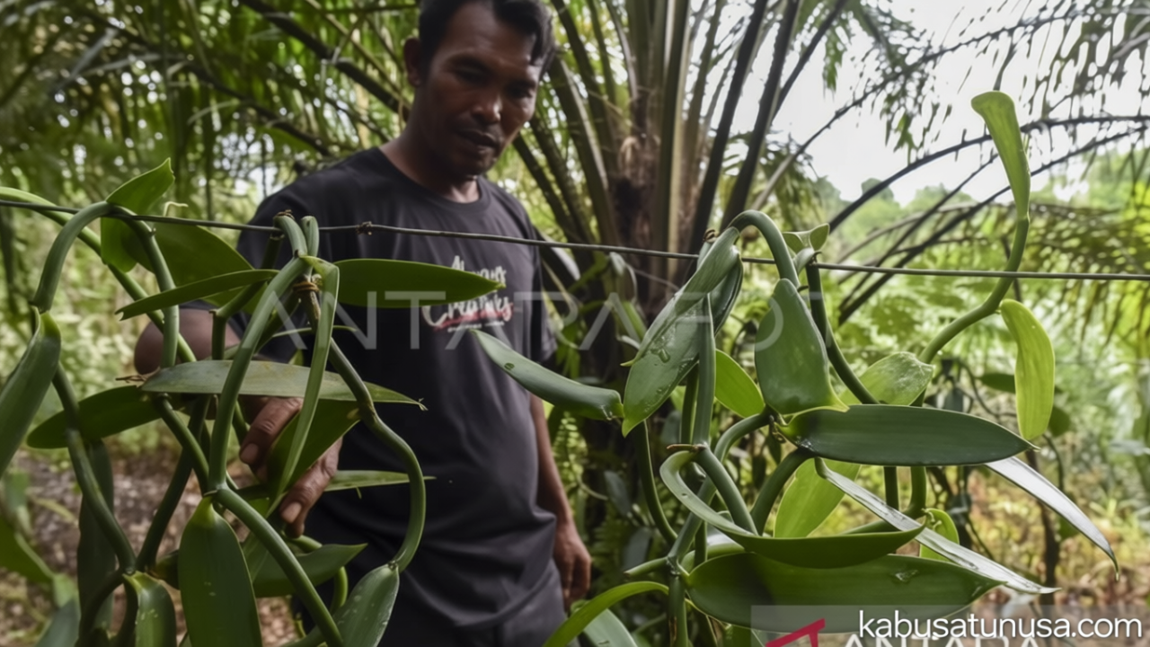 Latest Program: Produksi Hasil Hutan Bukan Kayu Maluku Capai 3.432 Ton Semester I-2026: Dorong Ekonomi dan Kelestarian Hutan