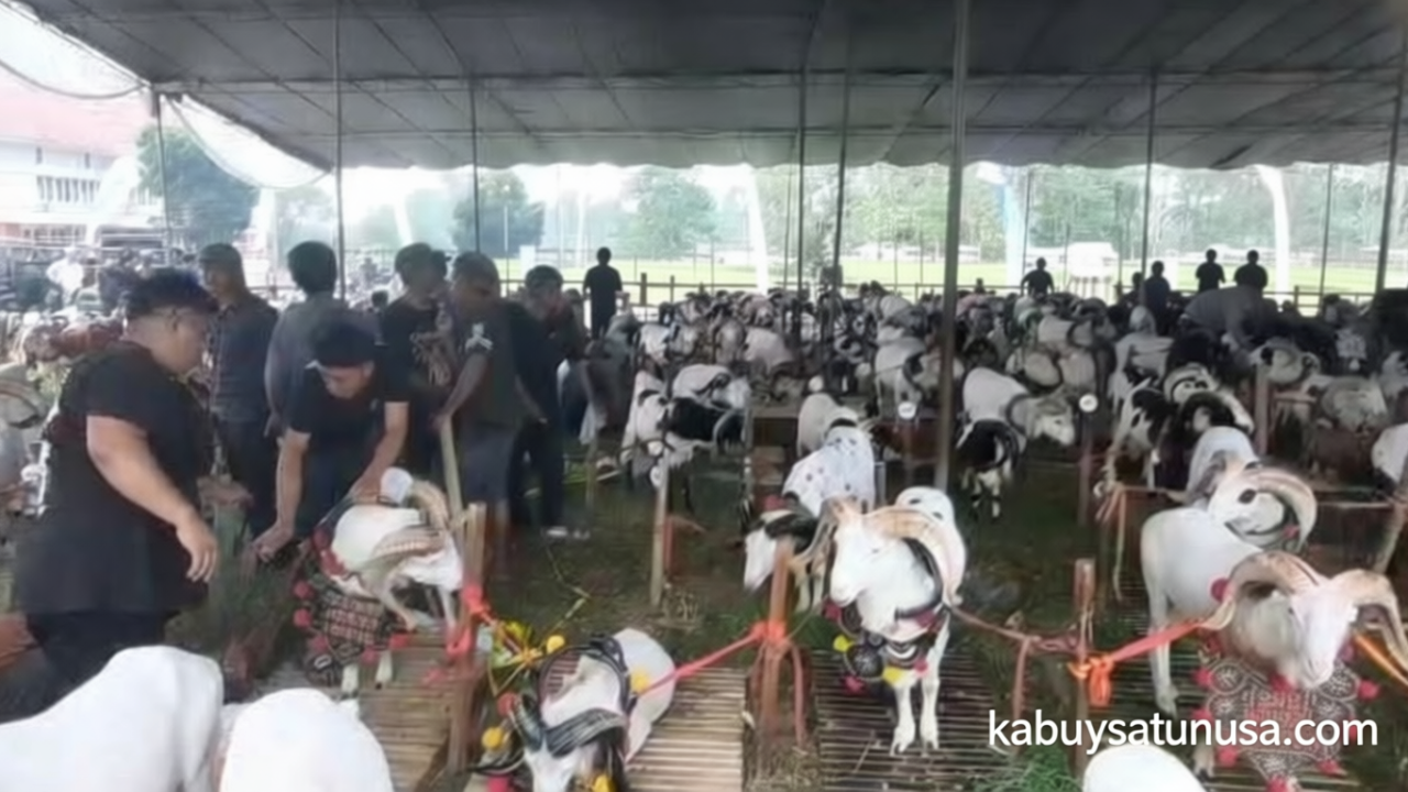 Latest Program: Pesta Patok Tasikmalaya: Bupati Sebut Tumbuhkan Kualitas dan Ekonomi Peternak
