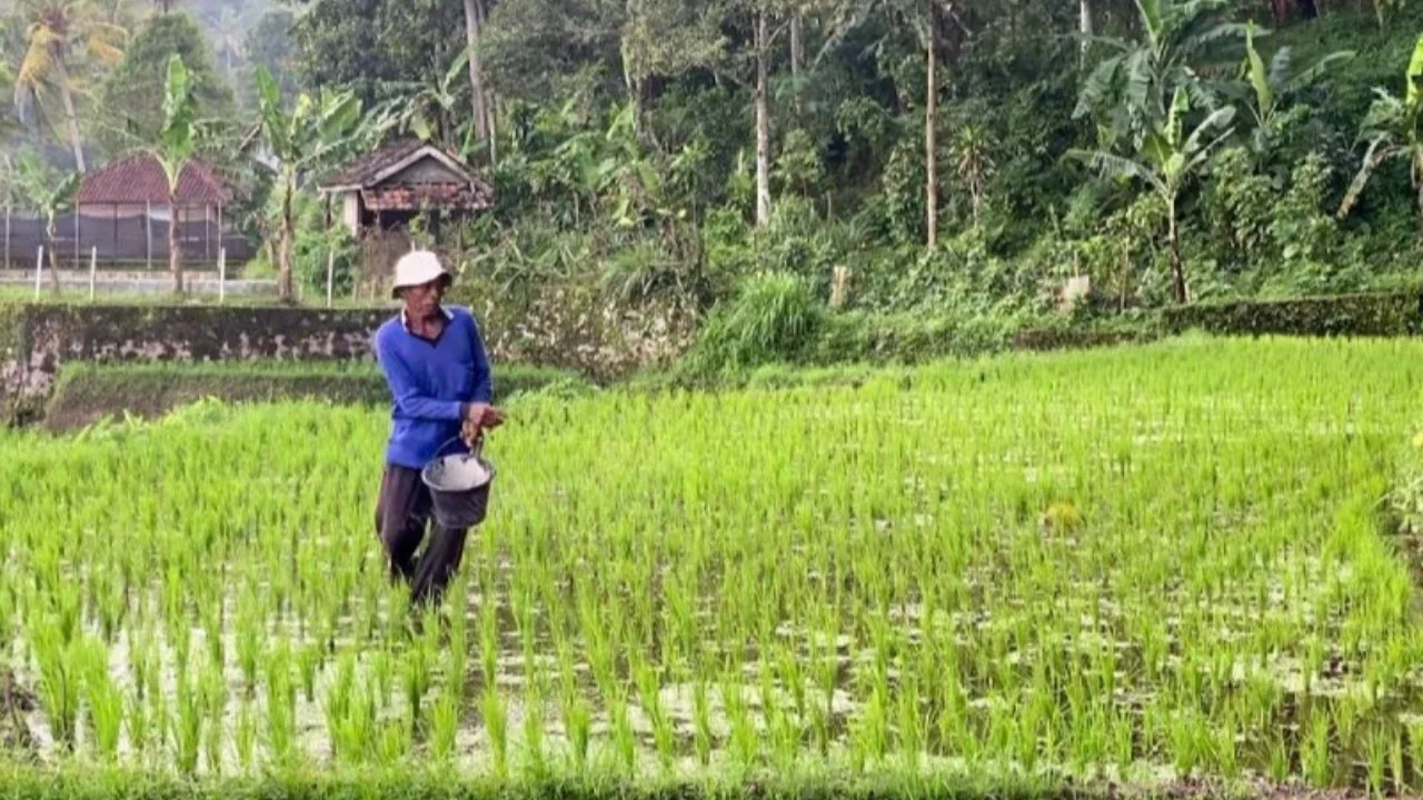 Special Plan: Aturan Dipangkas, Pemerintah Minta Petani Tak Khawatir soal Pupuk Subsidi