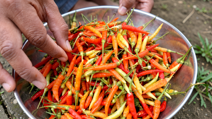 PIHPS catat harga cabai rawit Rp83.050/kg, telur ayam Rp29.650/kg