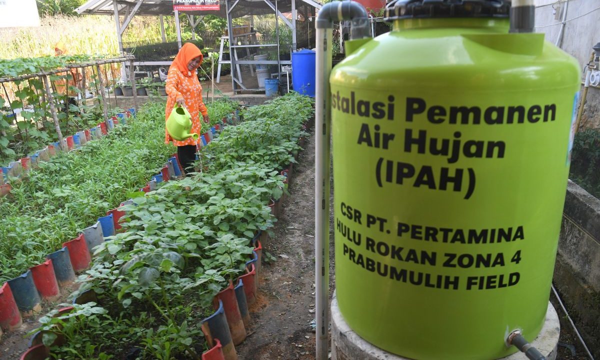 Benarkah air hujan lebih baik untuk tanaman? Ini faktanya