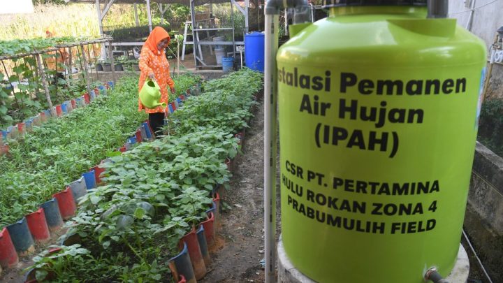 Benarkah air hujan lebih baik untuk tanaman? Ini faktanya